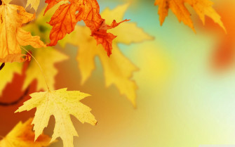 Autumn Leaves Wallpaper