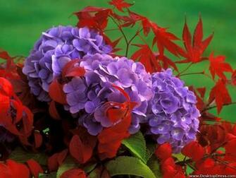 Desktop Wallpaper Flowers Background Hydrangea
