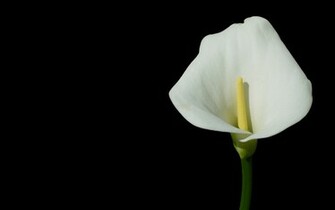 White Flower On Black Background Wallpaper