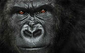 Attaque Gorille Jpg With Image Gorilla Wallpaper