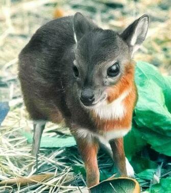 Wallpaper Clipart Image Cute Baby Animals