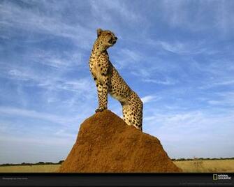 Wildlife National Geographic Best Animal Wllpapers