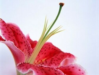 Single Flower Wallpaper
