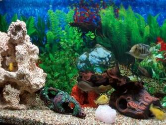 Aquarium Desktop Wallpaper And Stock Photos