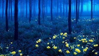 Black Forest Germany Wallpaper Pictures Picc It