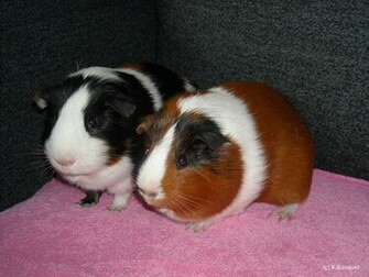 HD Photo Gallery Wallpaper Of Guinea Pig