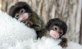 Finger Monkey Pictures Too Small To Be Real Pieway