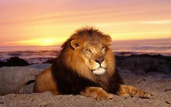 Desktop Background Animal Life Kitten Cat Big Male Lion
