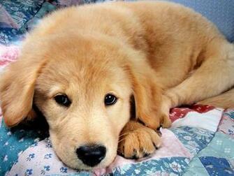 Cute Golden Retriever Puppies Wallpaper Hvgj