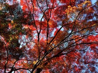 Red Leaves Tree In Autumn Wallpaper Nature With