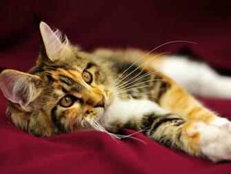 Maine Coon Kitten Longhair Wallpaper HD S