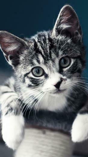 Cute Baby Cat iPhone 5s Wallpaper iPad