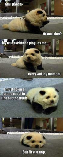 Super Funny Animal Pictures With Captions Wallpaper Background