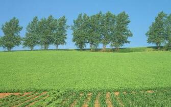 Country Wildfield Landscape Wallpaper Prints Posters