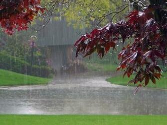 Rain Wallpaper