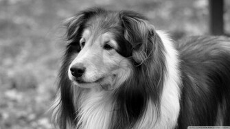 Black And White Dog Wallpaper Animal High Quality