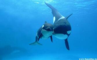 Killer Whale Wallpaper Baby With Her