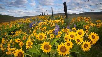 About Minnesota Flora Maximilian Sunflower To Inche