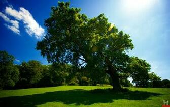 Beautiful Big Green Tree HD Wallpaper