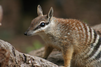 Numbat Wallpaper Animal Hq Picture