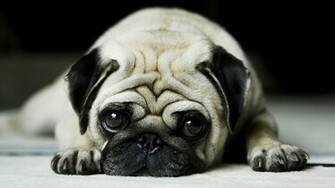 Pug Wallpaper HD