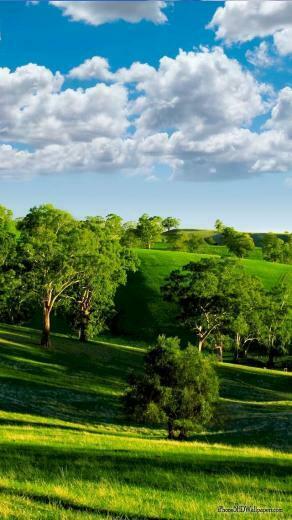 Green Meadow