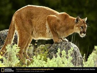 Wallpaper Animals National Geographic