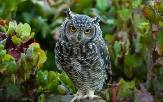 HD Owl Wallpaper Desktop Photos Of Lions