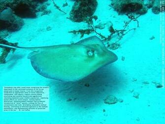 Rare Marine Animals Species That Don T Often