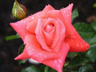 Wallpaper Beautiful Rose