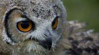 Wallpaper Owl Face Beak Predator Bird 4k Ultra