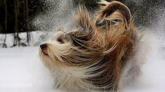 Snow Dog
