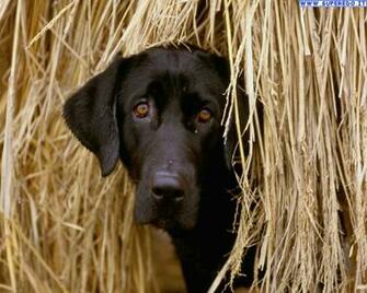 Labrador Retriever Wallpaper HD