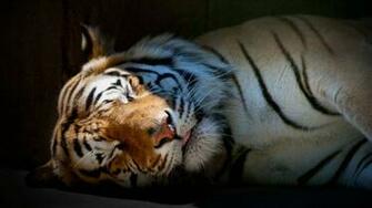 Tiger Super Photo Shoot Long Body Bg Blk Animal Lovers