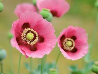 Mac Os X Poppy Desktop Pc And Wallpaper