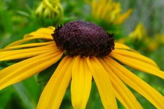 Yellow Daisy Flowers Nature Pictures By Forestwander