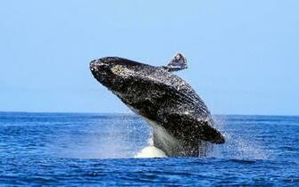 Humpback Whale Wallpaper