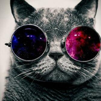 Cool Cat With Sun Glasses HD Wallpaper Widescreen2048x2048 Desktop