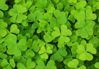 Celtic Shamrock Background Wallpaper HD