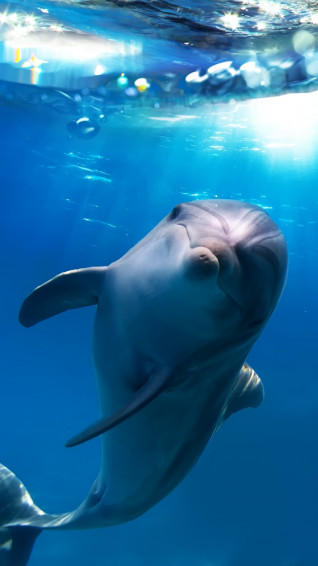 Wallpaper Data Src Dolphin