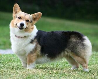 Cute Welsh Corgi Cardigan Dog Photo And Wallpaper Beautiful