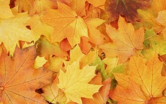 Fall Leaves Wallpaper