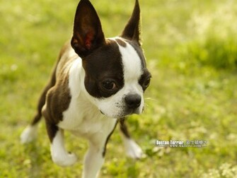 Boston Terrier Fotos Months