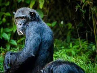 Chimpanzee High Quality Wallpaper Id For HD