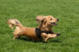 Weiner Dog Wallpaper Image