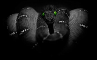 Black Viper Snake Wallpaper Colours