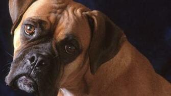 Animals Dogs Boxer Dog Wallpaper