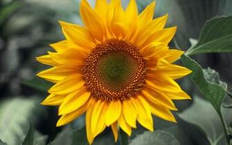 To Wallpaper Just Right Click On Pictures And Select Save