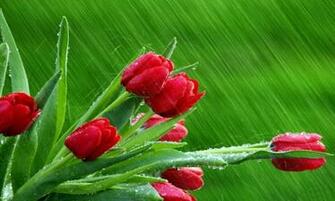 Flowers Wallpaper Rose Buds Pixel Exotic