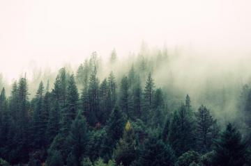 Fog HD Wallpaper Background Image